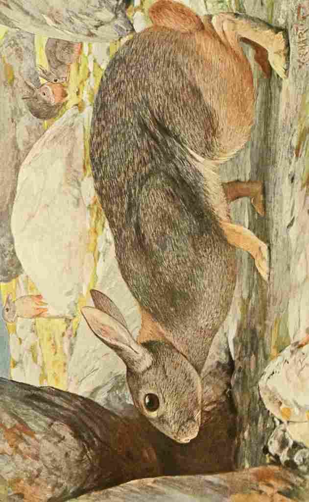 Hartig Karl Ludwig Tierleben 1911 Red Rock Hare A4 Photo Print
