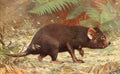 Hartig Karl Ludwig Tierleben 1911 Tasmanian Devil A4 Photo Print