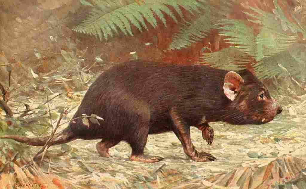 Hartig Karl Ludwig Tierleben 1911 Tasmanian Devil A4 Photo Print