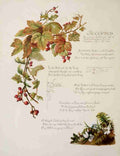 Havergal Frances Ridley Fulness of Joy 1886 Accepted A4 Photo Print