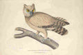 Hawkins 1830 Coromandel Owl A4 Photo Print