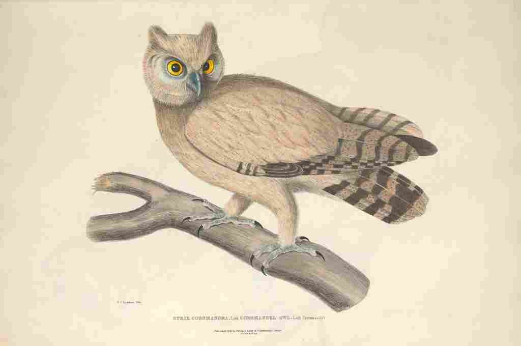Hawkins 1830 Coromandel Owl A4 Photo Print
