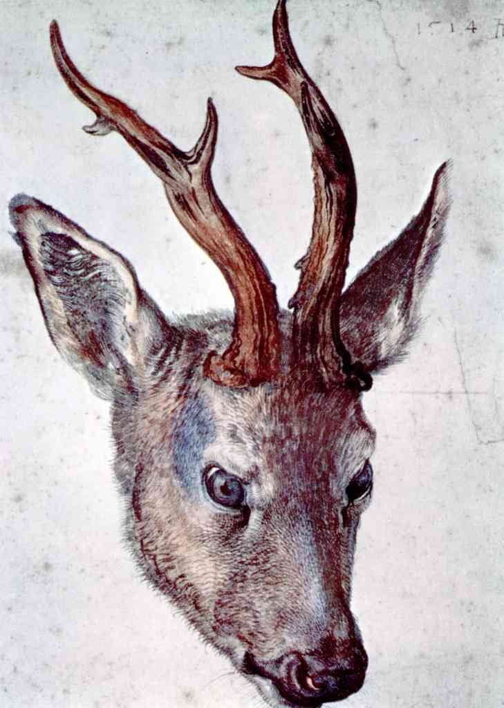 Head Of A Deer Durer A4 Photo Print