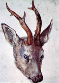 Head of a deer by Durer A4 Photo Print