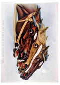 Headand Head Horse A4 Photo Print