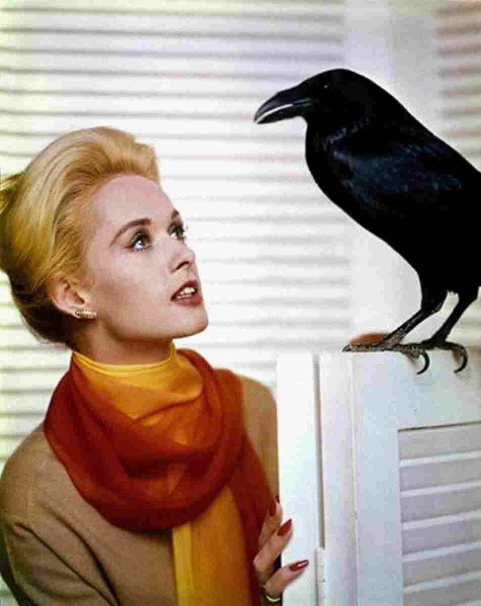 Hedren Tippi Birds The z8 film star poster A4 Photo Print
