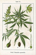 Hemp Seed Plant Vintage Retro Advert Poster A4 Photo Print