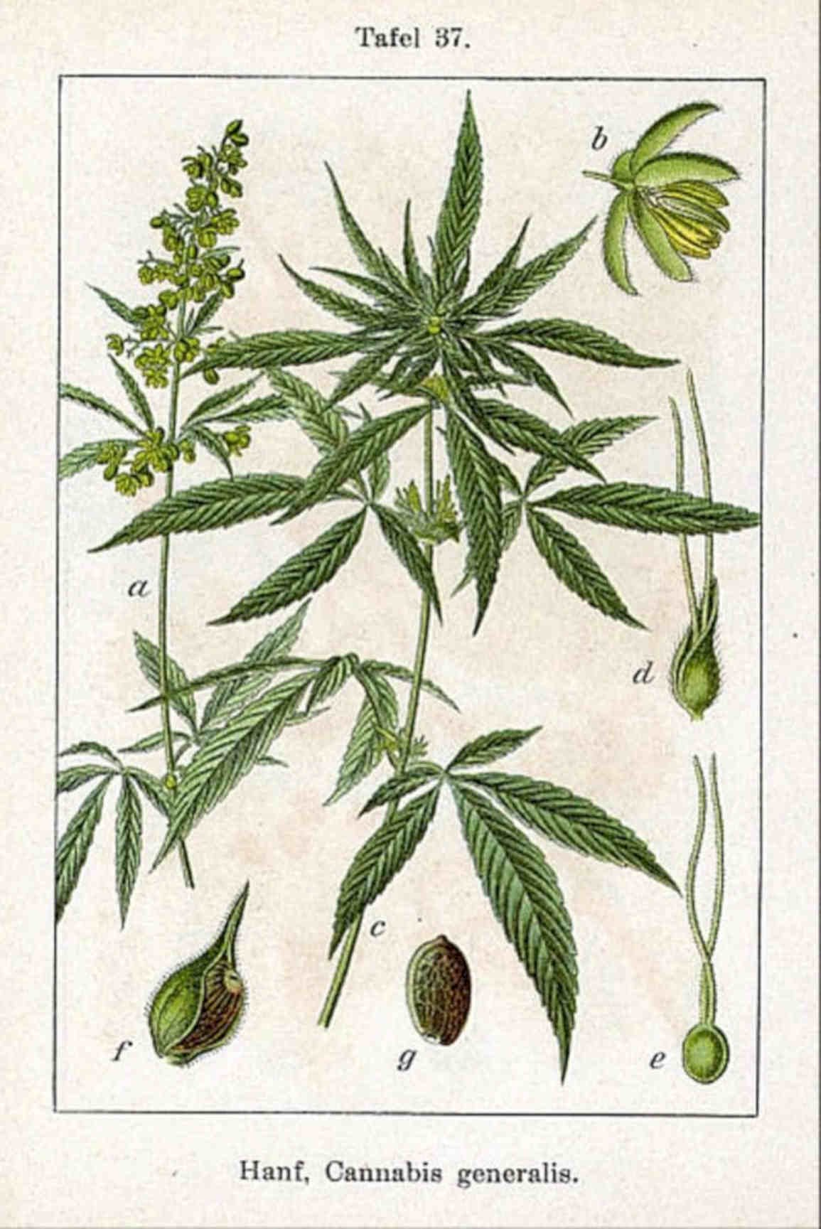 Hemp Seed Plant Vintage Retro Advert Poster A4 Photo Print