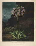 Henderson Peter C d1829 The Temple of Flora 1807 American Cowslip A4 Photo Print