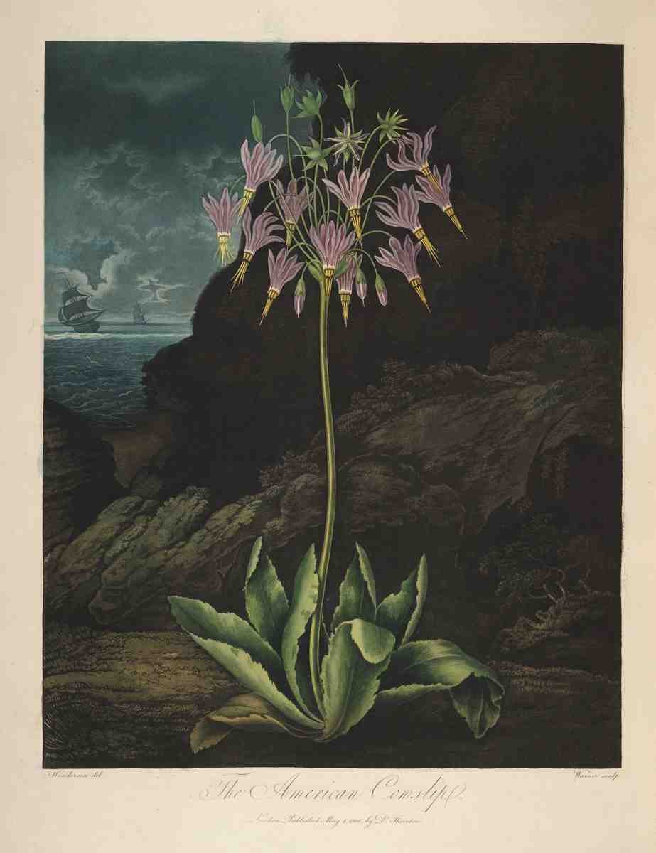 Henderson Peter C d1829 The Temple of Flora 1807 American Cowslip A4 Photo Print