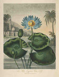 Henderson Peter C d1829 The Temple of Flora 1807 Blue Egyptian Water lily A4 Photo Print