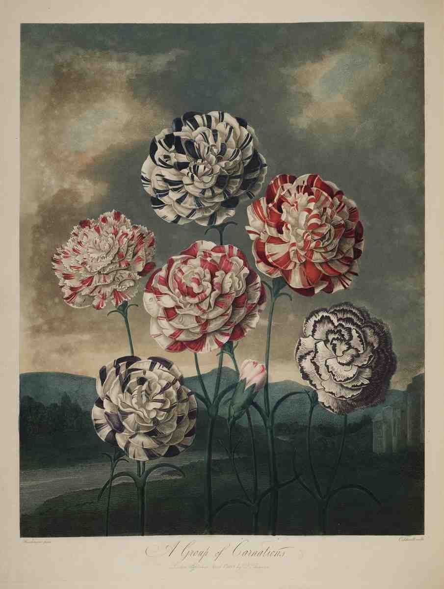 Henderson Peter C d1829 The Temple of Flora 1807 Carnations A4 Photo Print
