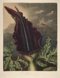 Henderson Peter C d1829 The Temple of Flora 1807 Dragon Arum A4 Photo Print