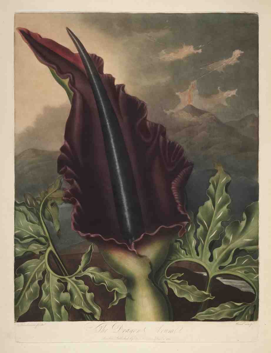 Henderson Peter C d1829 The Temple of Flora 1807 Dragon Arum A4 Photo Print