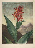 Henderson Peter C d1829 The Temple of Flora 1807 Indian Reed A4 Photo Print