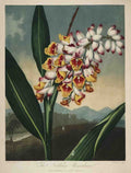 Henderson Peter C d1829 The Temple of Flora 1807 Nodding Renealmia A4 Photo Print