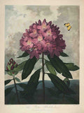 Henderson Peter C d1829 The Temple of Flora 1807 Pontic Rhododendron A4 Photo Print