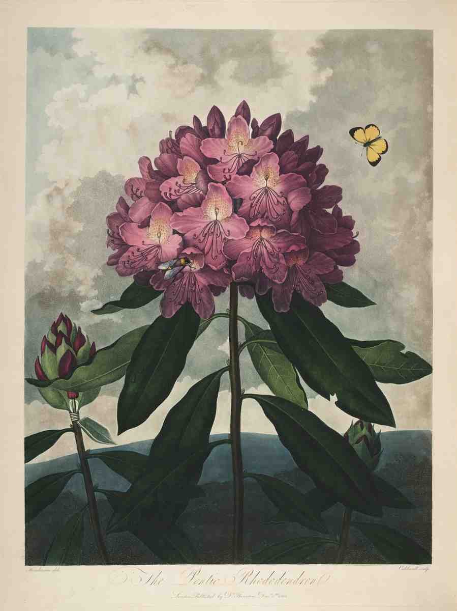 Henderson Peter C d1829 The Temple of Flora 1807 Pontic Rhododendron A4 Photo Print