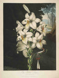 Henderson Peter C d1829 The Temple of Flora 1807 White Lily A4 Photo Print