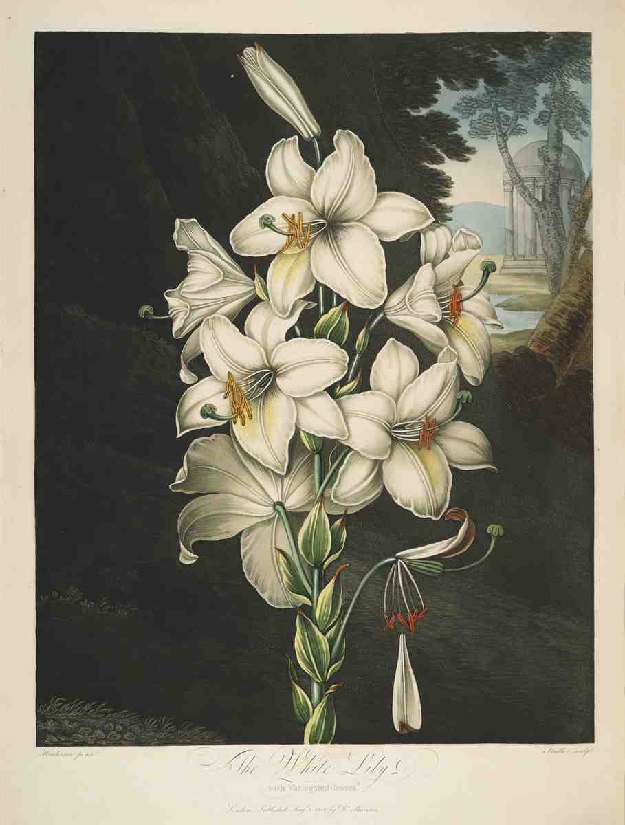 Henderson Peter C d1829 The Temple of Flora 1807 White Lily A4 Photo Print