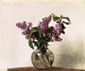 Henri Fantin Latour lilacs 1872 Art A4 Photo Print UK