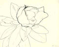 Henri Matisse Magnolia Ink A4 Photo Print A4 Photo Print