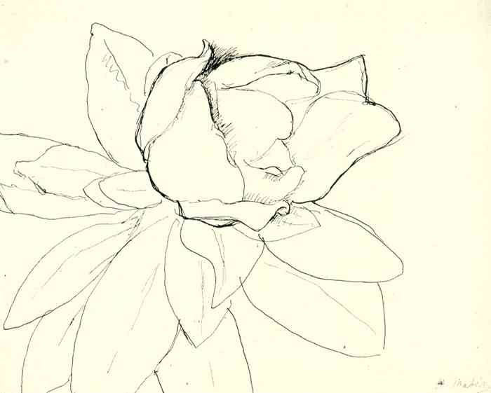 Henri Matisse Magnolia Ink A4 Photo Print A4 Photo Print