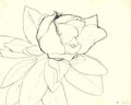 Henri Matisse Magnolia Ink A4 Photo Print