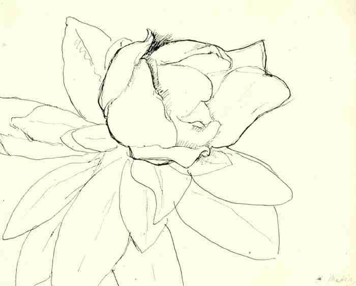 Henri Matisse Magnolia Ink A4 Photo Print
