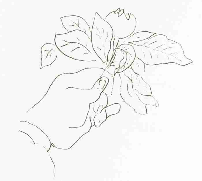 Henri Matisse Matisse S Hand Holding A Fruit Skech A4 Photo Print