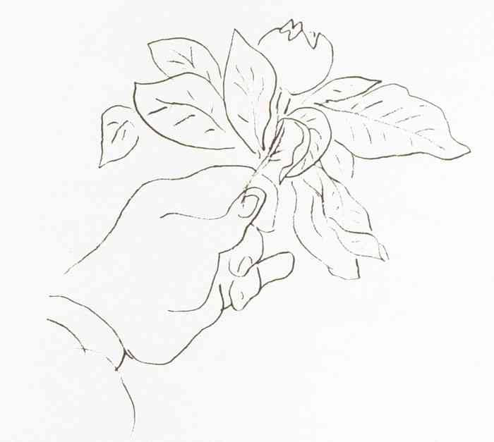 Henri Matisse Matisse'S Hand Holding A Fruit Skech A4 Photo Print A4 Photo Print