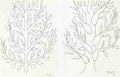 Henri Matisse Study Of Trees Sketch A4 Photo Print