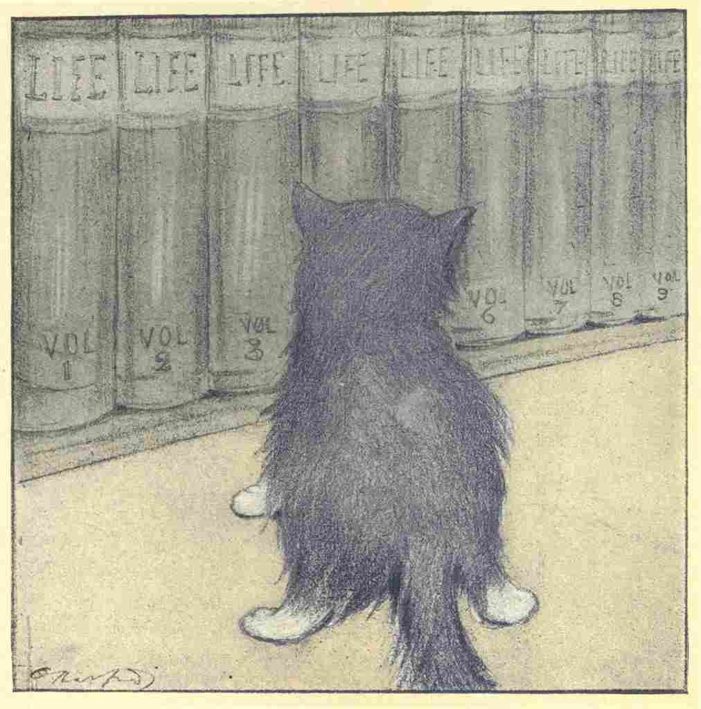Herford Oliver Rubaiyat Persian Kitten 1906 33 A4 Photo Print