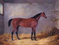 Herring Jnr John Frederick The Duke Of Graftons Bolivar In A Stable A4 Photo Print