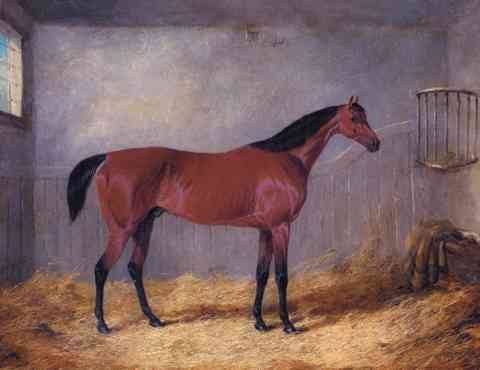 Herring Jnr John Frederick The Duke Of Graftons Bolivar In A Stable A4 Photo Print