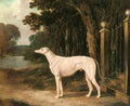 Herring Snr John Frederick Vandeau A White Greyhound A4 Photo Print