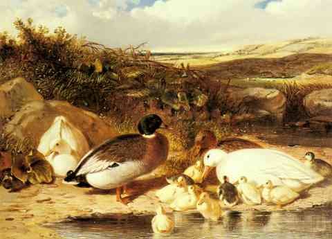 Herring Sr John Frederick Mallard Ducks And Ducklings On A River A4 Photo Print