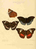 Hewitson W Chapman Butterflies Adolias 1 A4 Photo Print