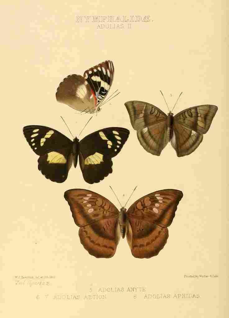 Hewitson W Chapman Butterflies Adolias 2 A4 Photo Print