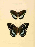 Hewitson W Chapman Butterflies Adolias 3 A4 Photo Print
