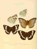 Hewitson W Chapman Butterflies Adolias 4 A4 Photo Print