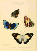 Hewitson W Chapman Butterflies Agrias & Nymphalis A4 Photo Print