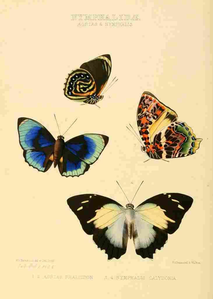 Hewitson W Chapman Butterflies Agrias & Nymphalis A4 Photo Print