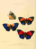 Hewitson W Chapman Butterflies Agrias A4 Photo Print