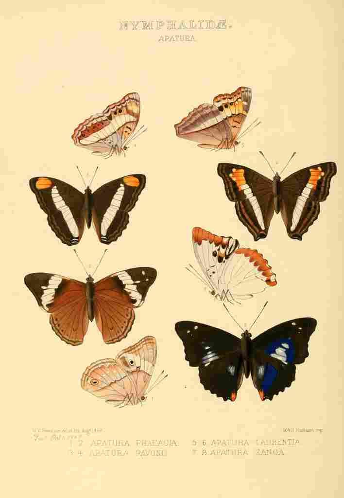 Hewitson W Chapman Butterflies Apatura A4 Photo Print