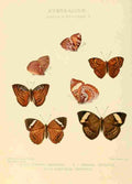 Hewitson W Chapman Butterflies Aterica 1 A4 Photo Print