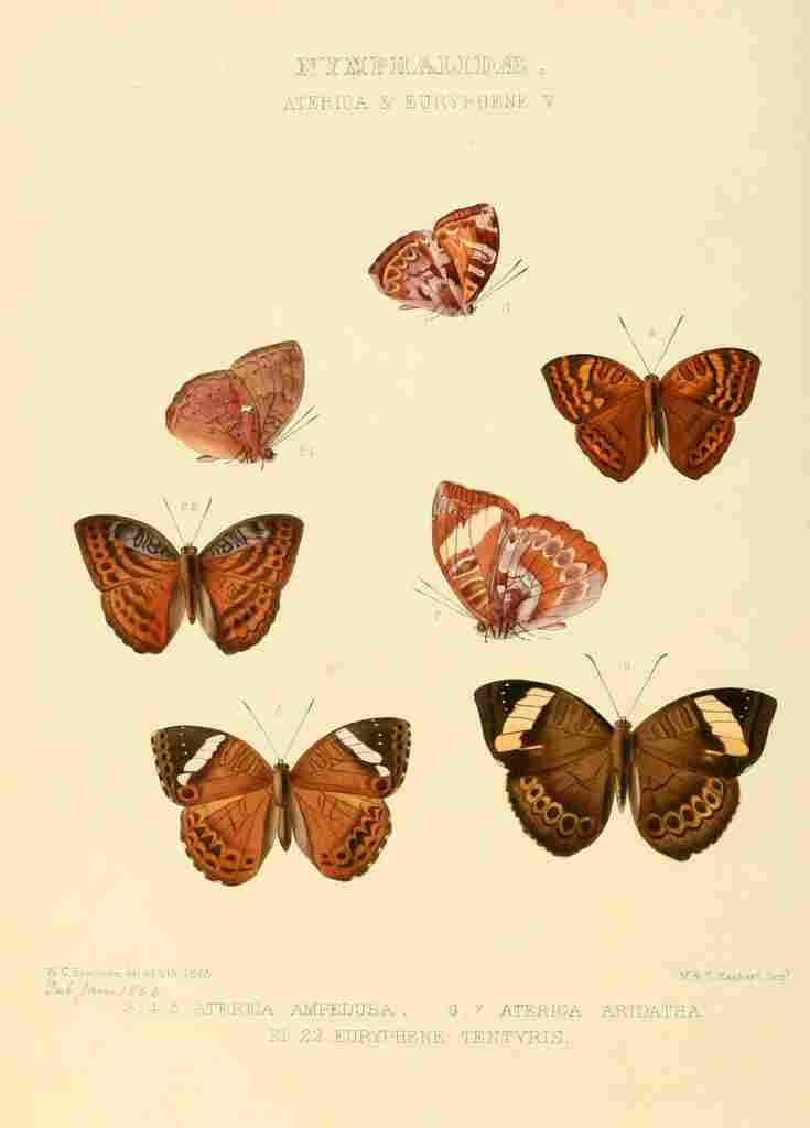 Hewitson W Chapman Butterflies Aterica 1 A4 Photo Print
