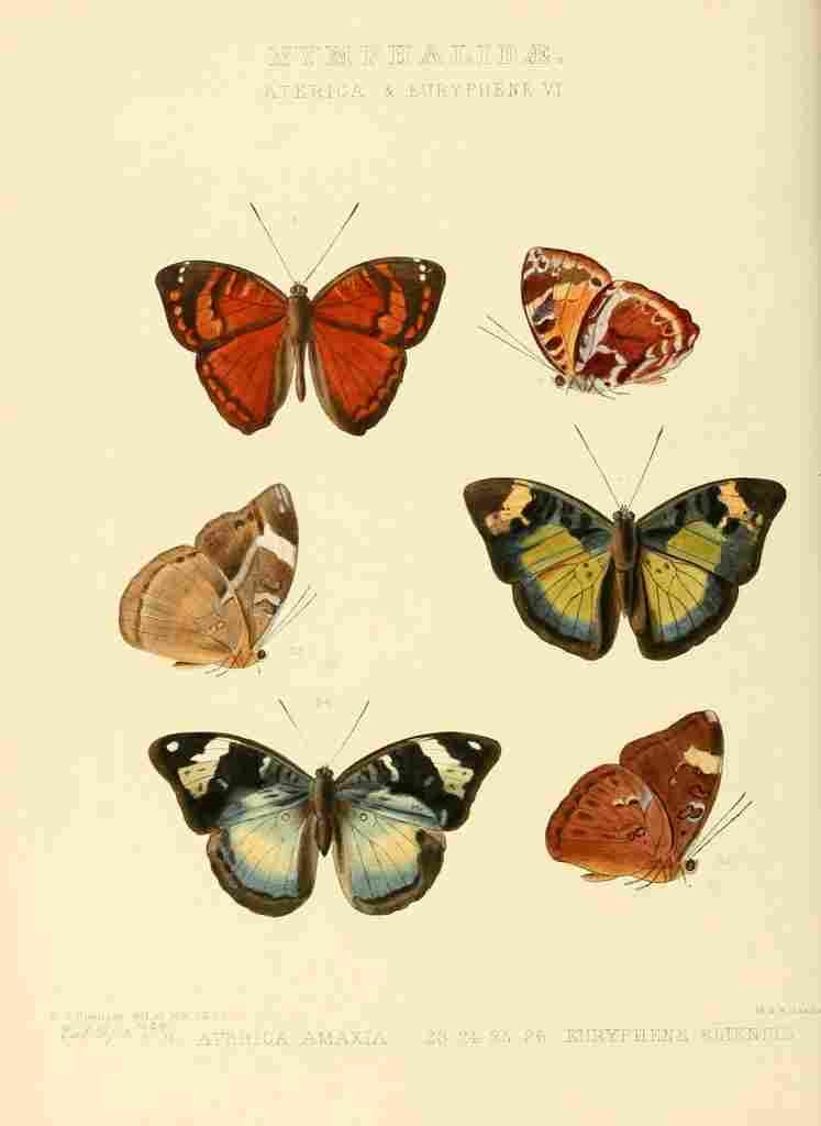 Hewitson W Chapman Butterflies Aterica 2 A4 Photo Print