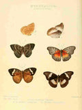 Hewitson W Chapman Butterflies Aterica & Harma A4 Photo Print