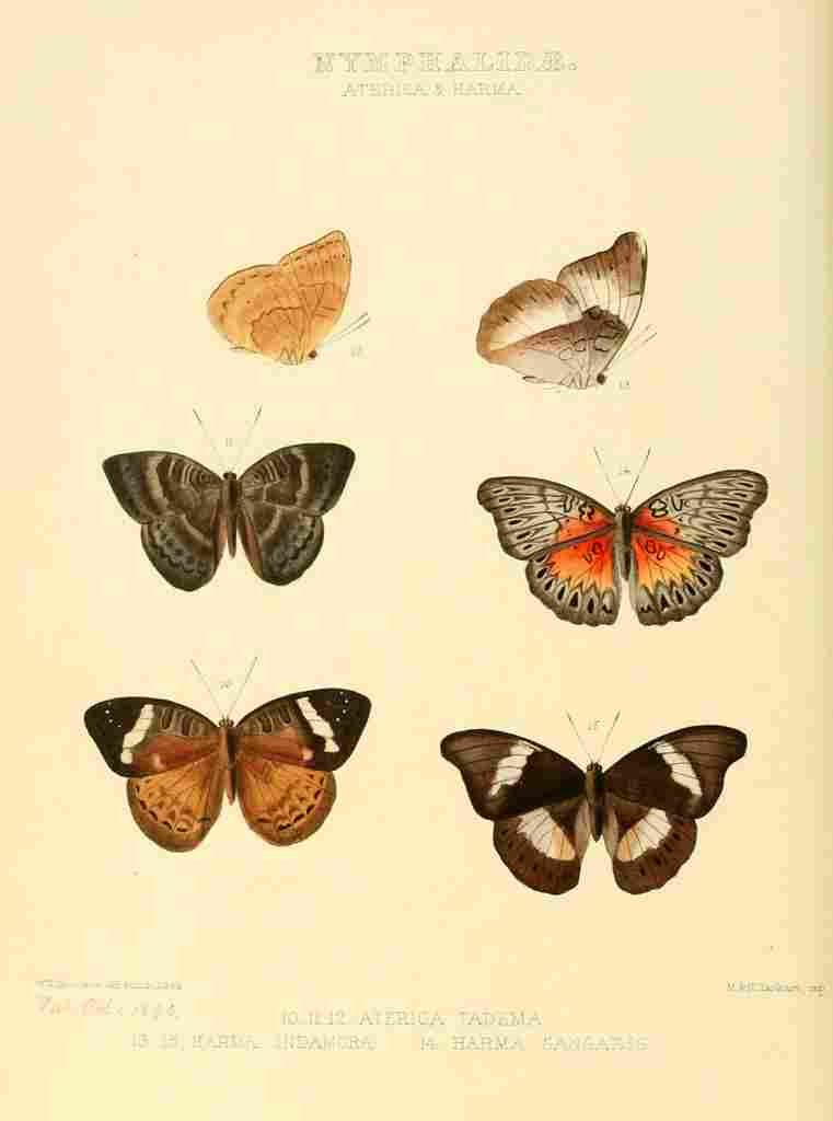 Hewitson W Chapman Butterflies Aterica & Harma A4 Photo Print